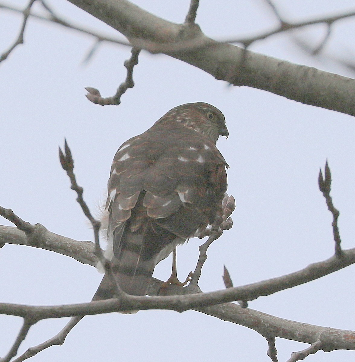 Sharp-shinned Hawk - Mike Fung