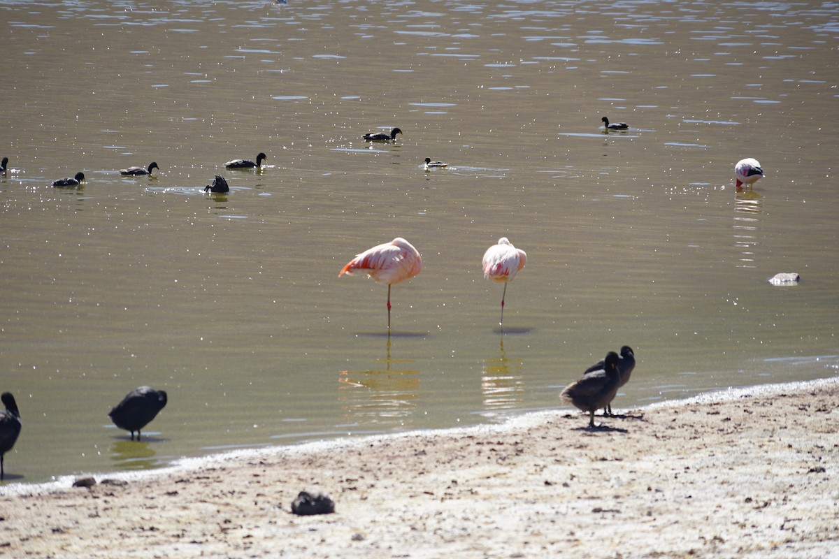 Horned Coot - ML614036337