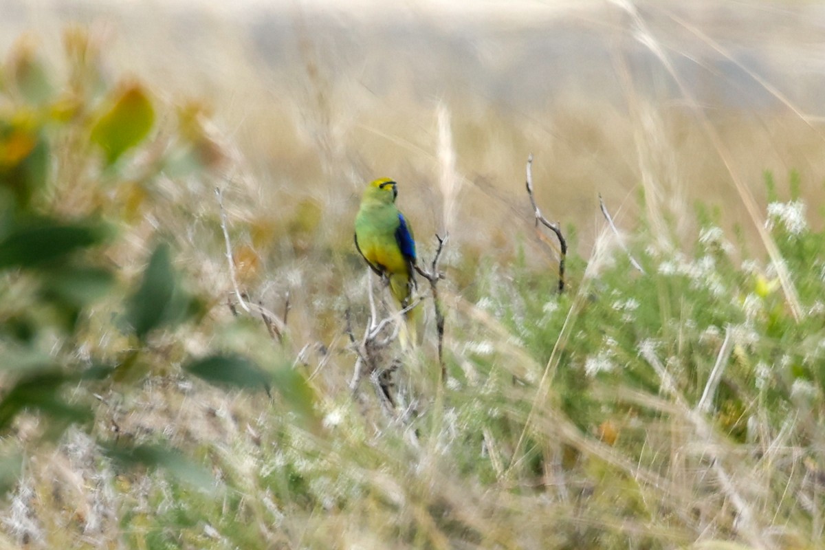 Blue-winged Parrot - ML614036341