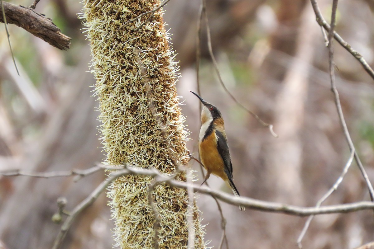 Eastern Spinebill - ML614036348