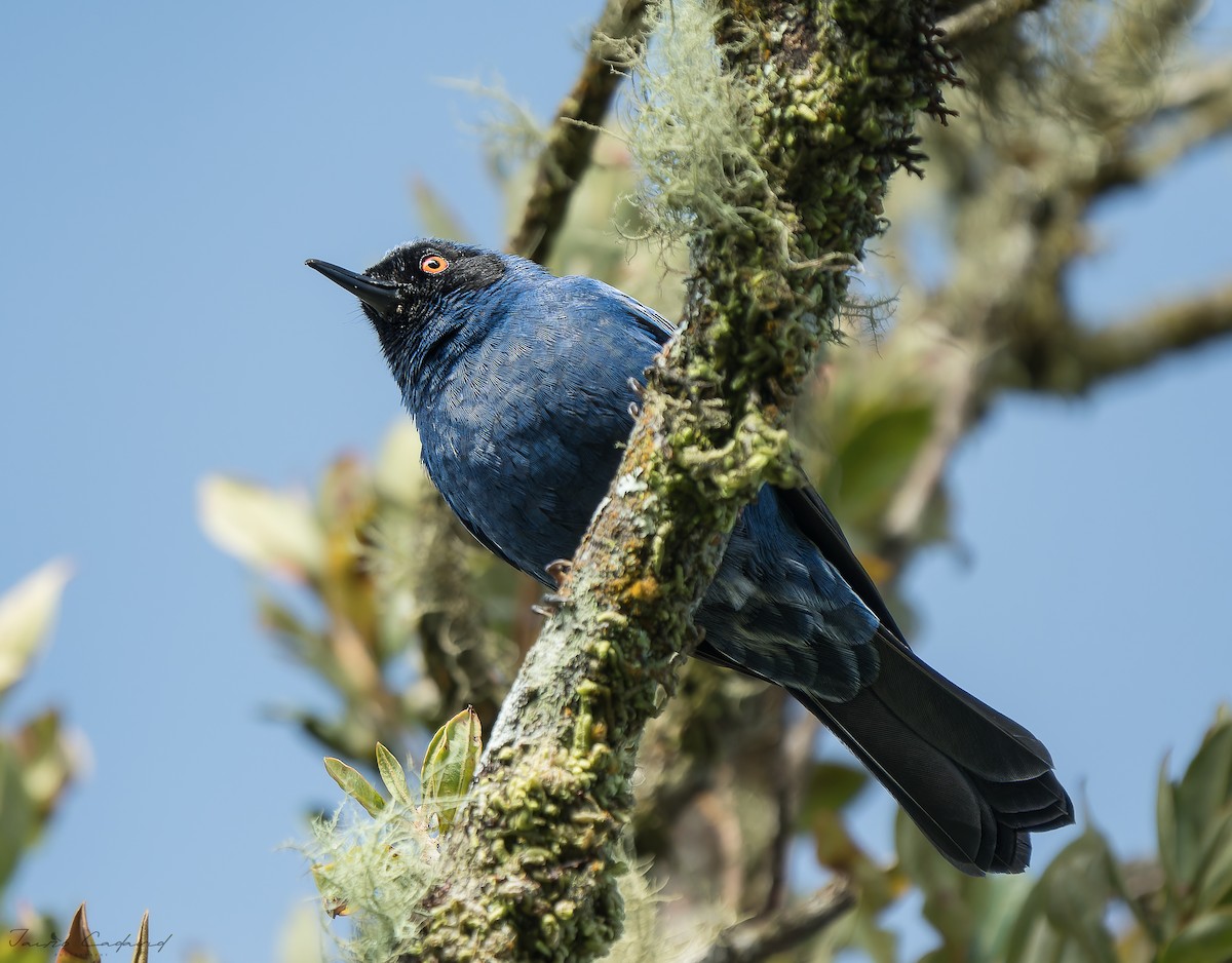 Masked Flowerpiercer - ML614036366