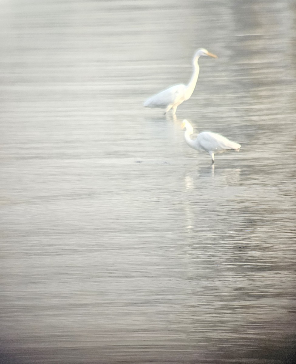 Great Egret - ML614036367