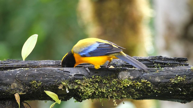 Black-chinned Mountain Tanager - ML614036370