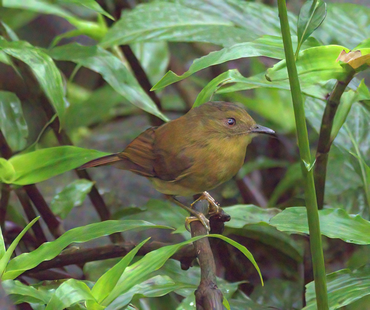 Bronze-olive Pygmy-Tyrant - Sue Riffe