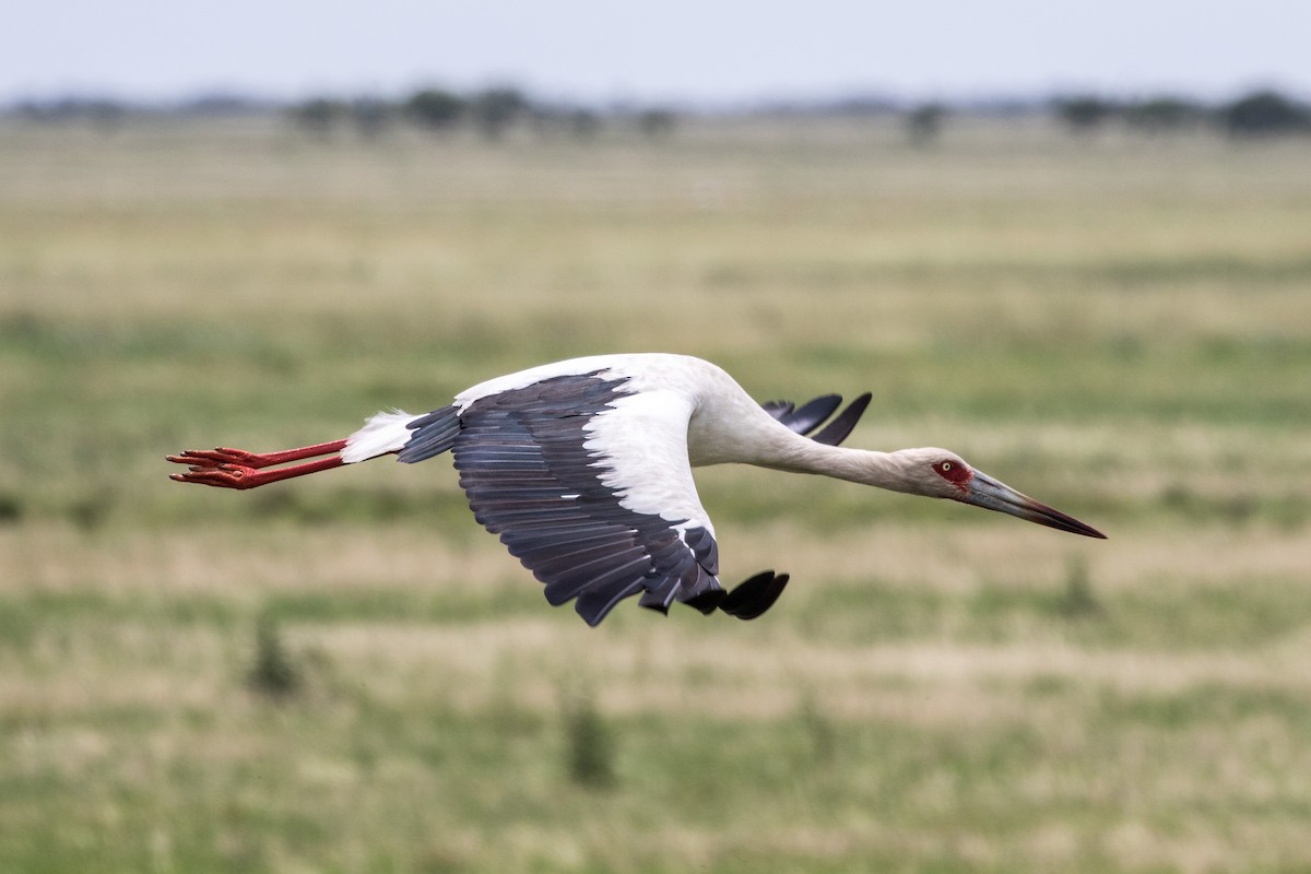 Maguari Stork - Jodi Boe