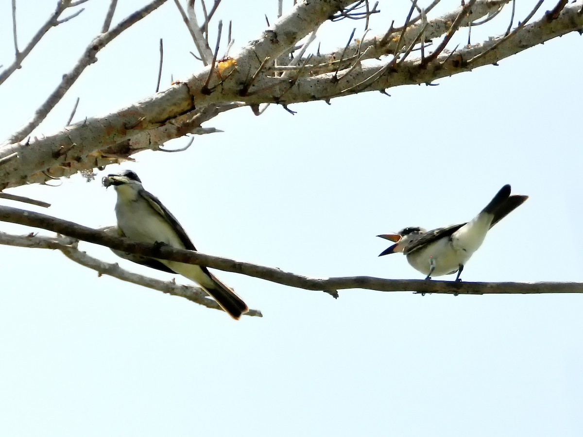 Gray Kingbird - ML614036435