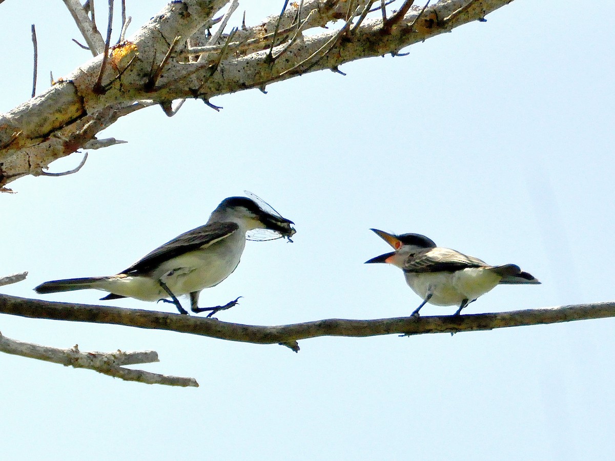 Gray Kingbird - ML614036436