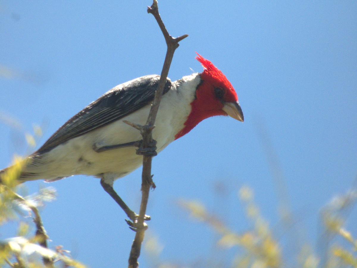 Red-crested Cardinal - ML614036464