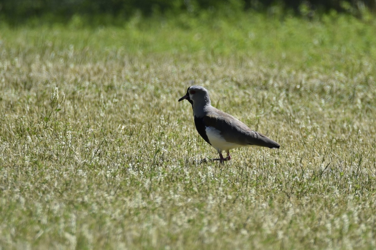 Southern Lapwing - Juan Pastor Medina Avilés