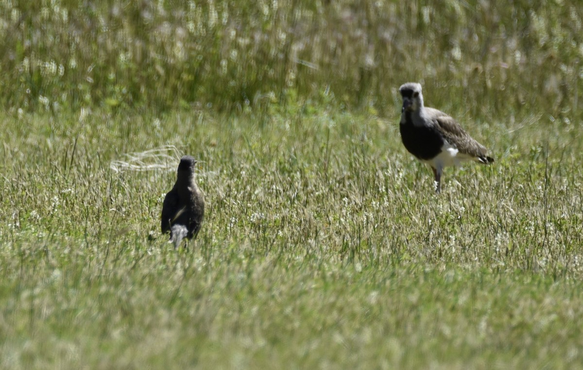 Southern Lapwing - Juan Pastor Medina Avilés