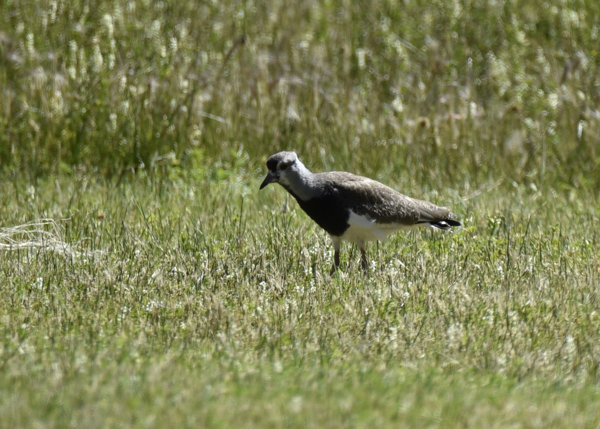 Southern Lapwing - Juan Pastor Medina Avilés