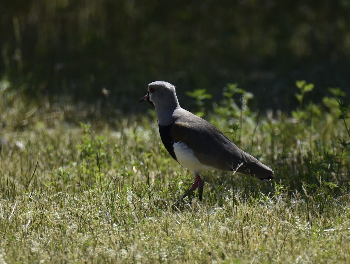 Southern Lapwing - Juan Pastor Medina Avilés