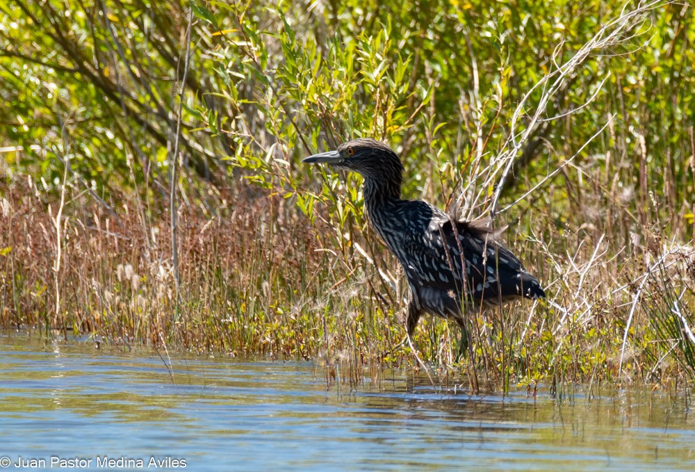 Black-crowned Night Heron - Juan Pastor Medina Avilés