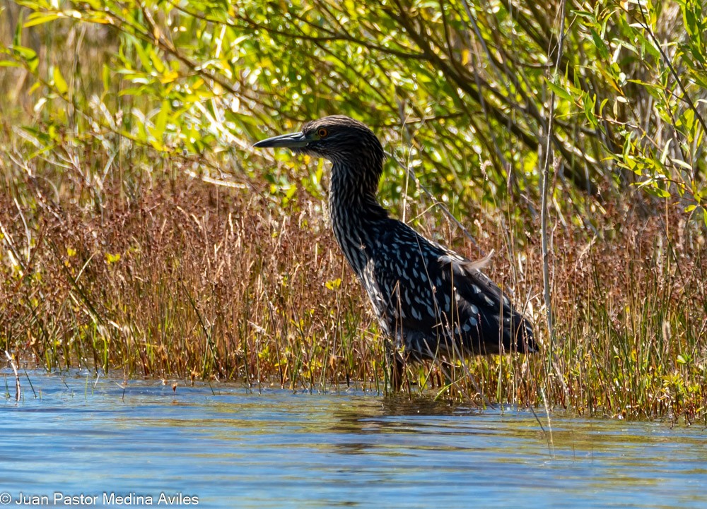 Black-crowned Night Heron - Juan Pastor Medina Avilés