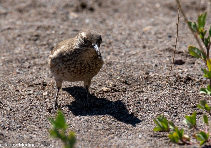 ウロコカマハシカマドドリ - ML614036636