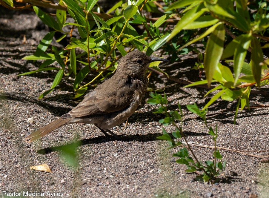 Scale-throated Earthcreeper - Juan Pastor Medina Avilés