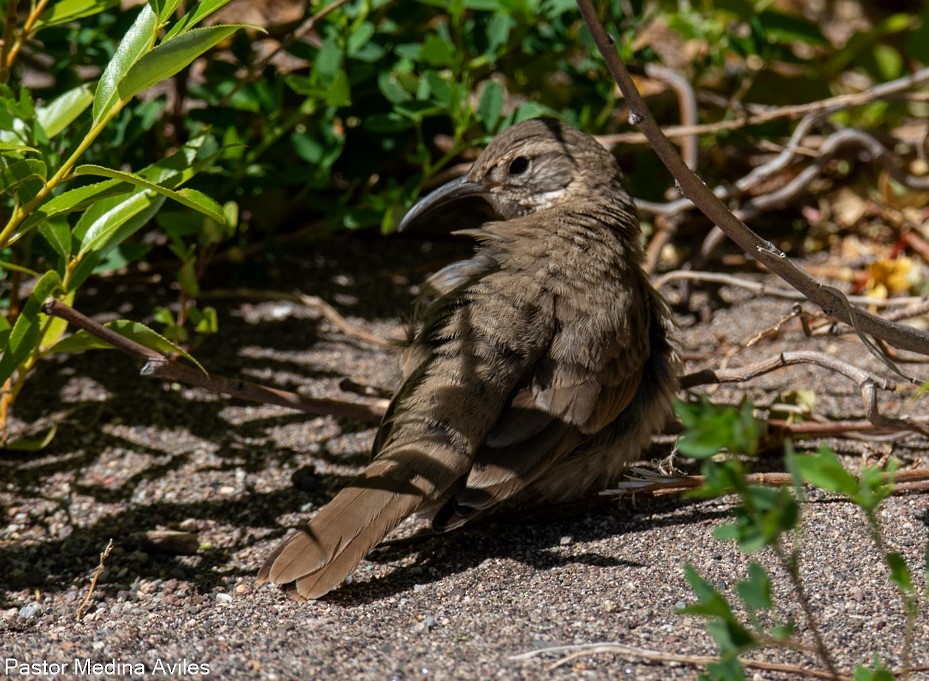 Scale-throated Earthcreeper - Juan Pastor Medina Avilés