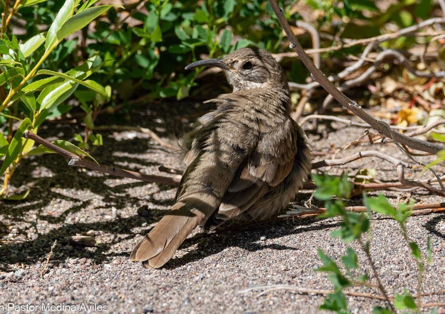 Scale-throated Earthcreeper - ML614036639