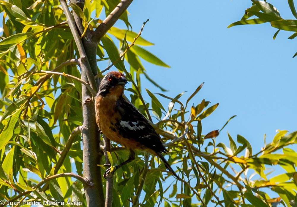 Rufous-tailed Plantcutter - Juan Pastor Medina Avilés