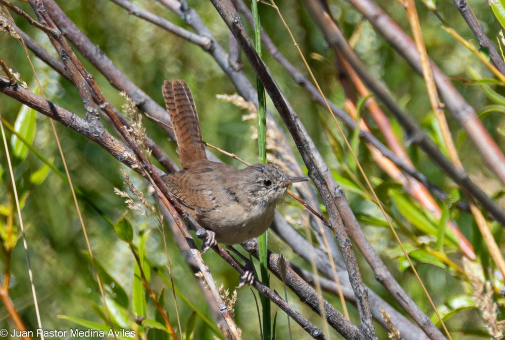 House Wren - Juan Pastor Medina Avilés