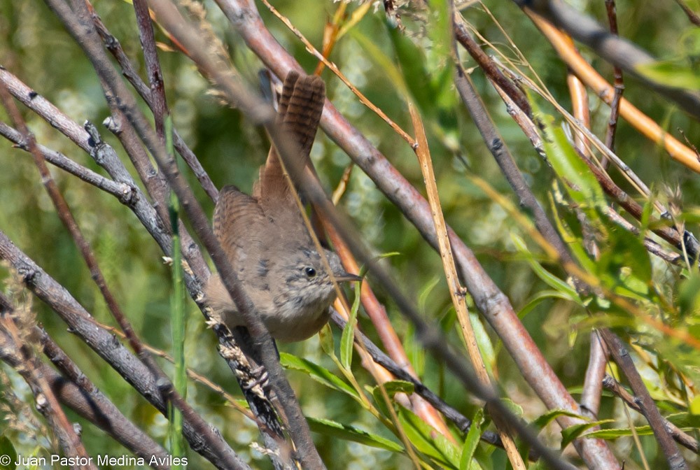 House Wren - Juan Pastor Medina Avilés