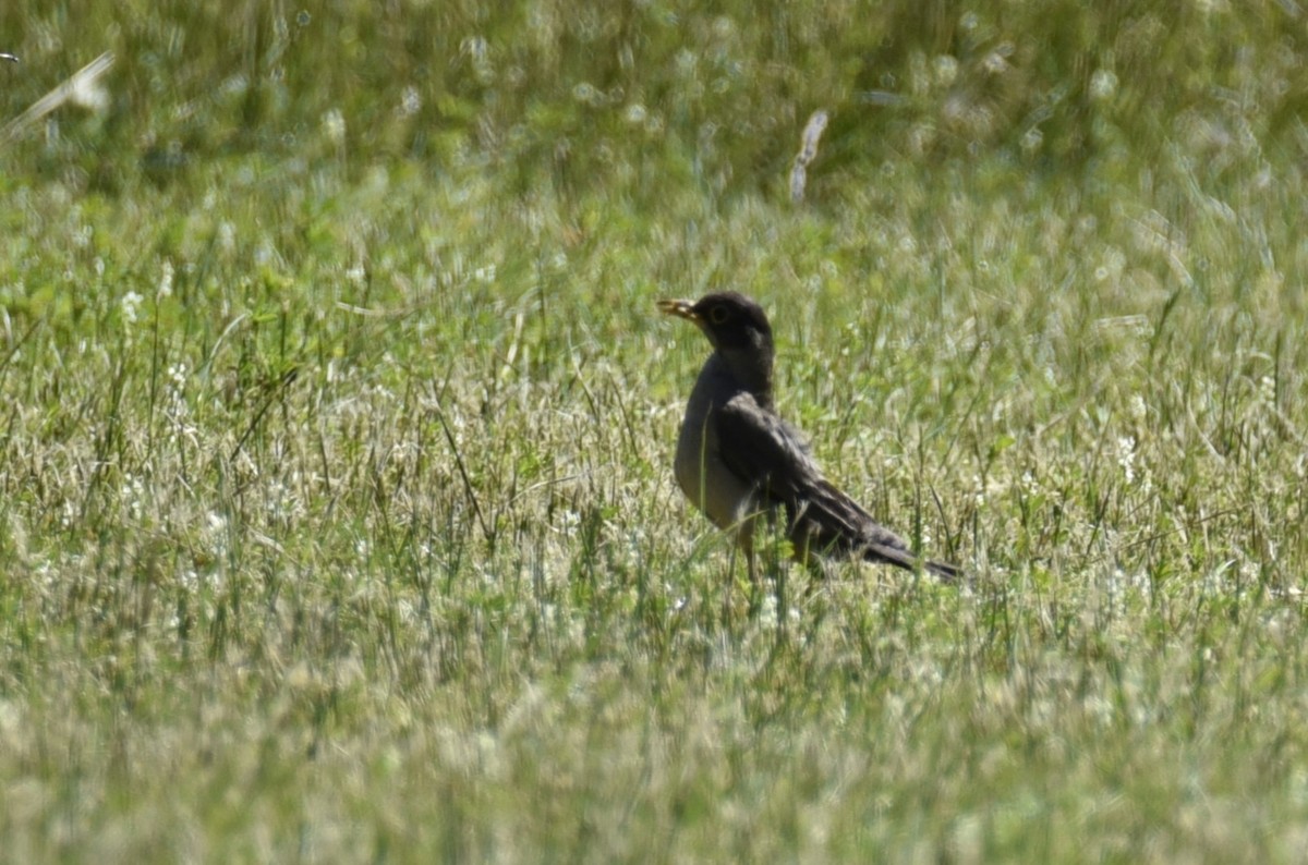 Austral Thrush - Juan Pastor Medina Avilés