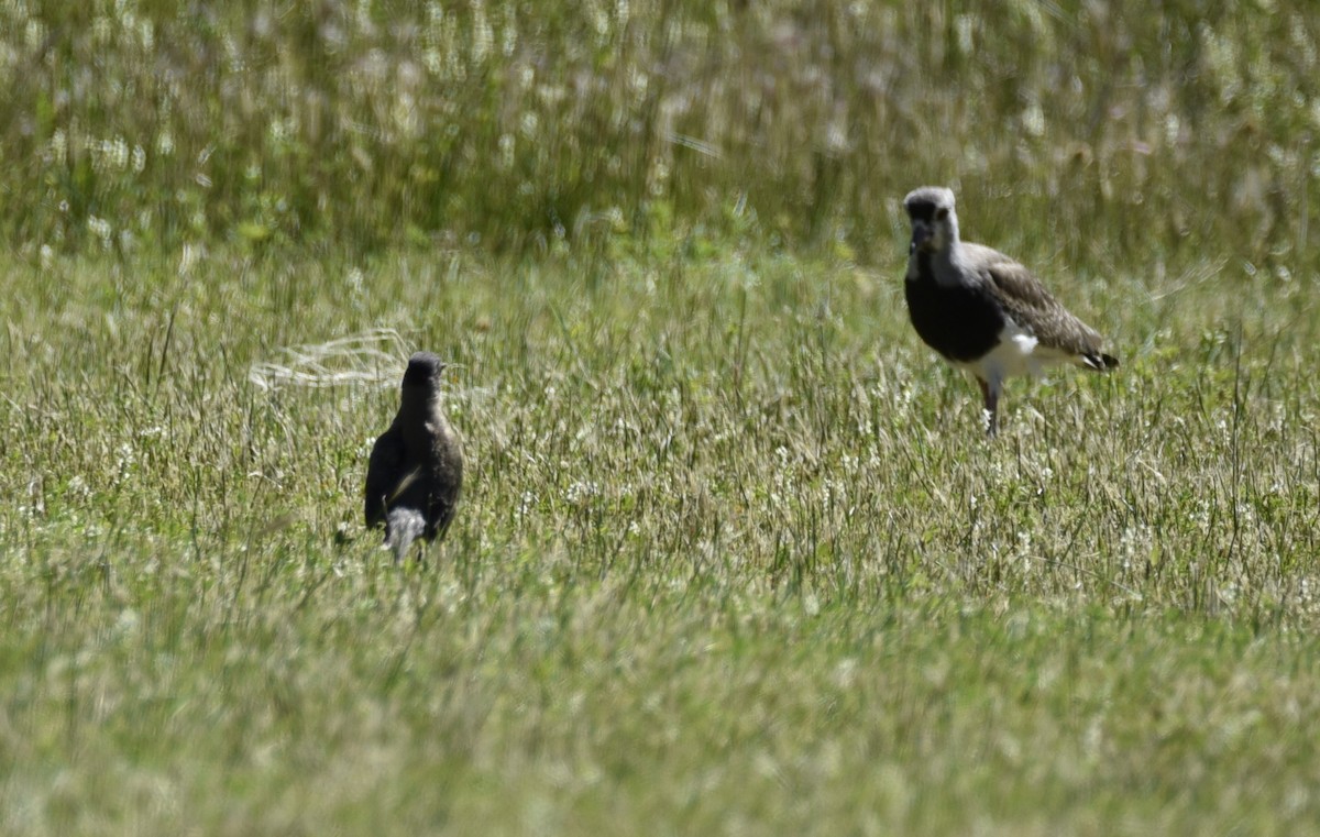 Austral Thrush - ML614036656