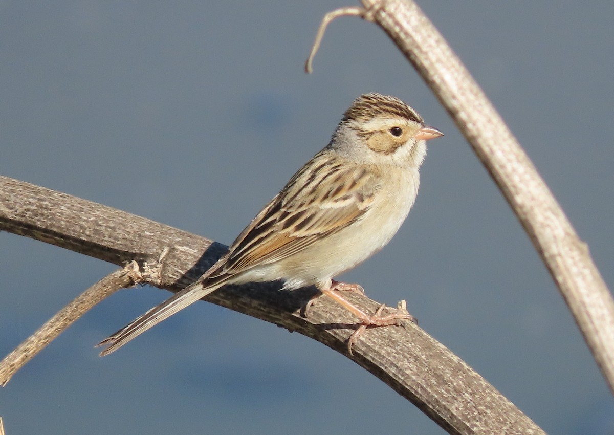 Clay-colored Sparrow - Annamaria Savarino
