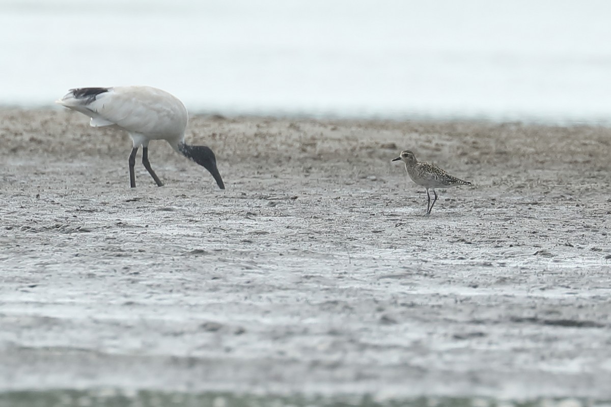 Pacific Golden-Plover - ML614036744