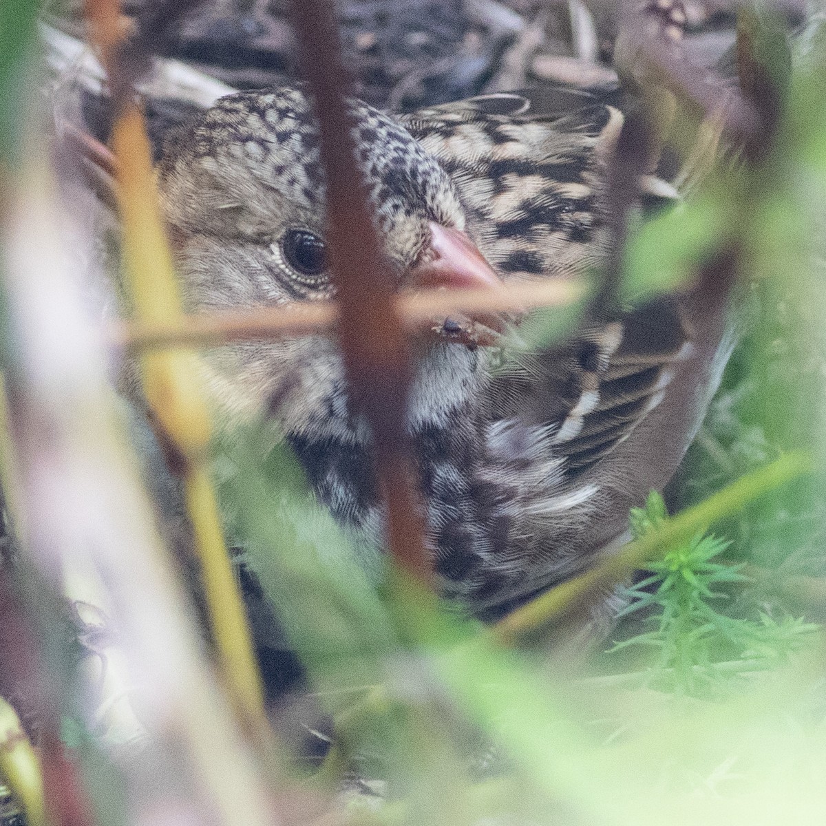 Harris's Sparrow - ML614036745