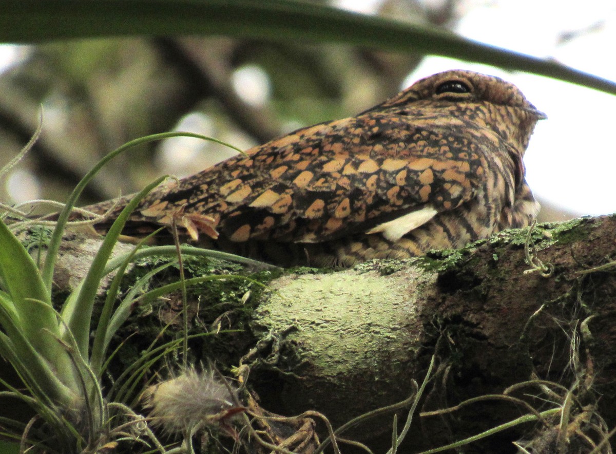 Lesser Nighthawk - ML614036802