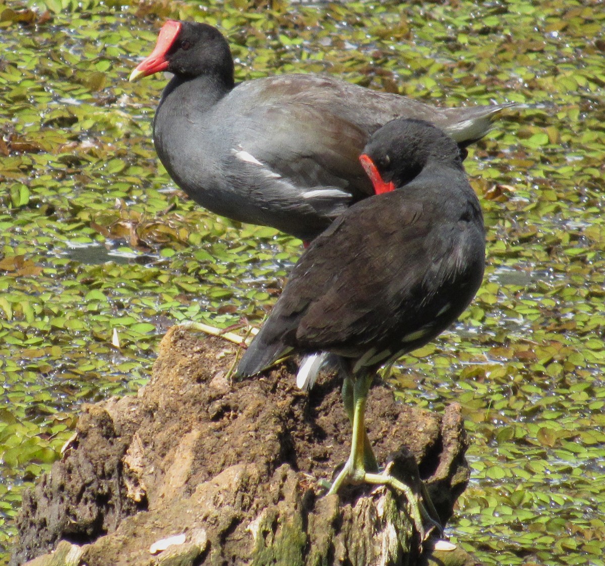 Common Gallinule - ML614036835