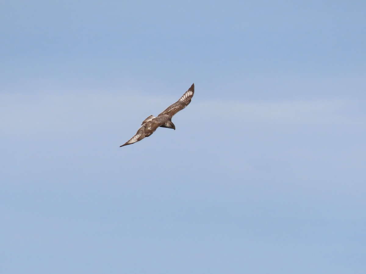 Ferruginous Hawk - ML614036845