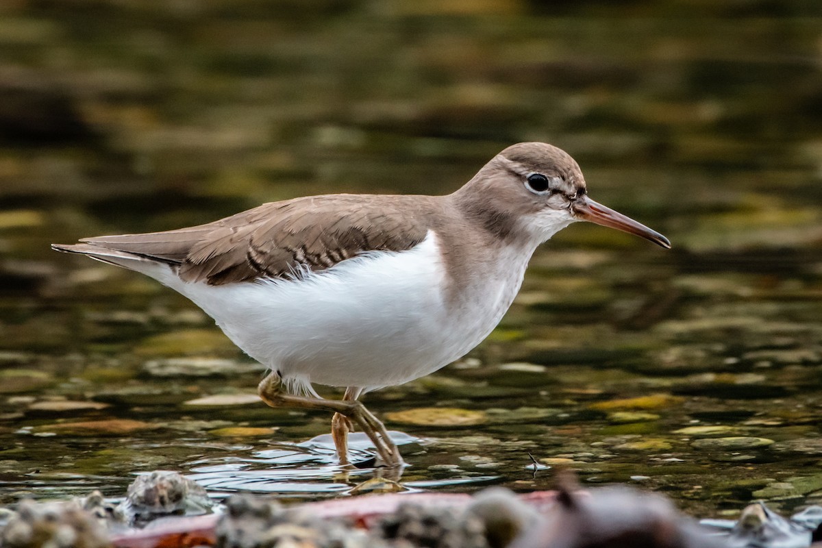 Spotted Sandpiper - ML614036859