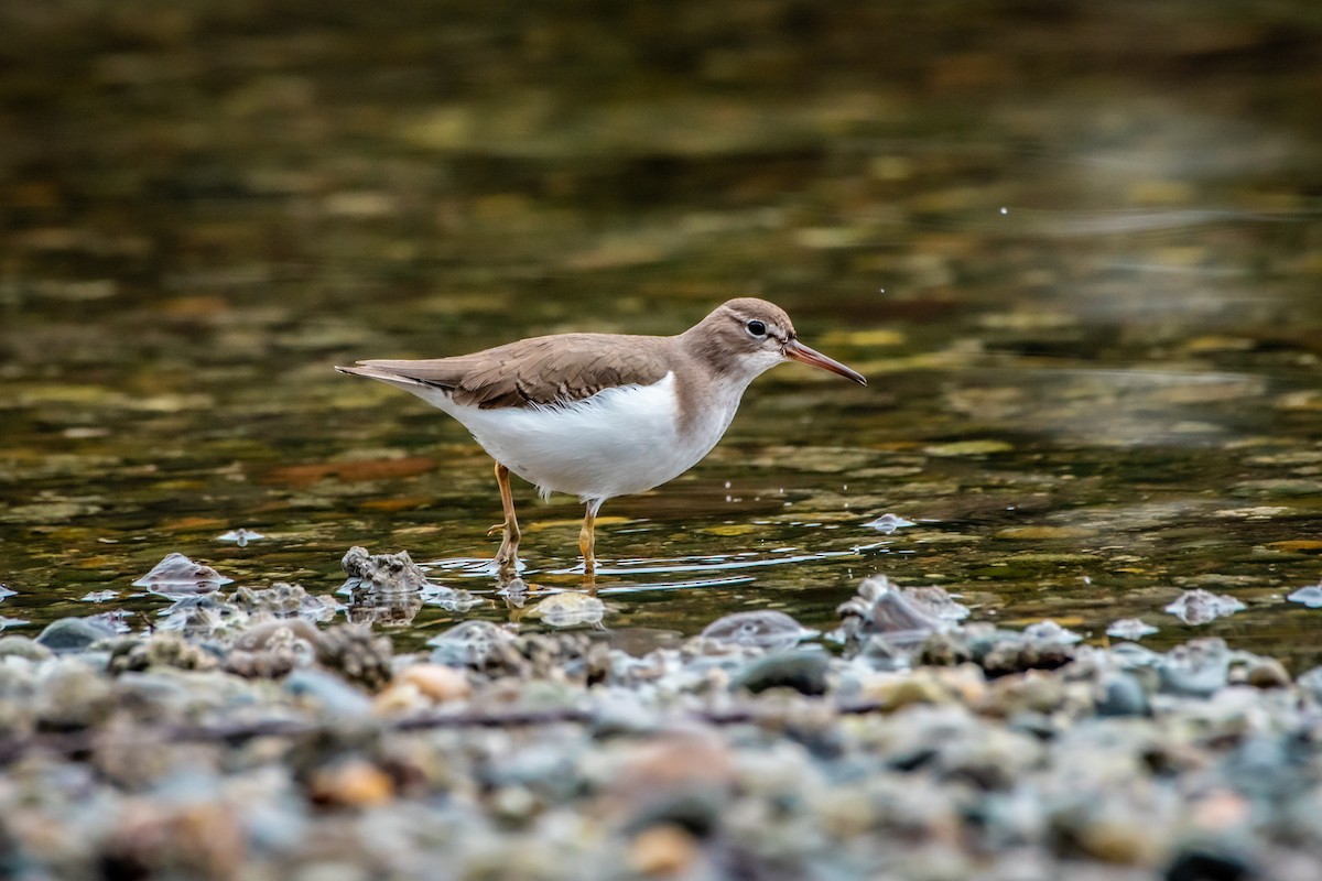 Spotted Sandpiper - Brandon Lloyd