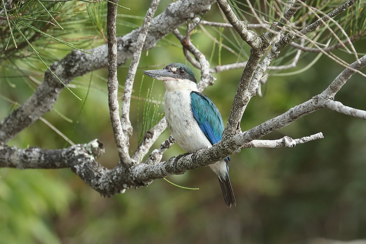 Torresian Kingfisher - ML614036896