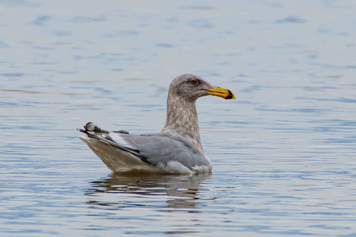 Herring Gull - ML614036897