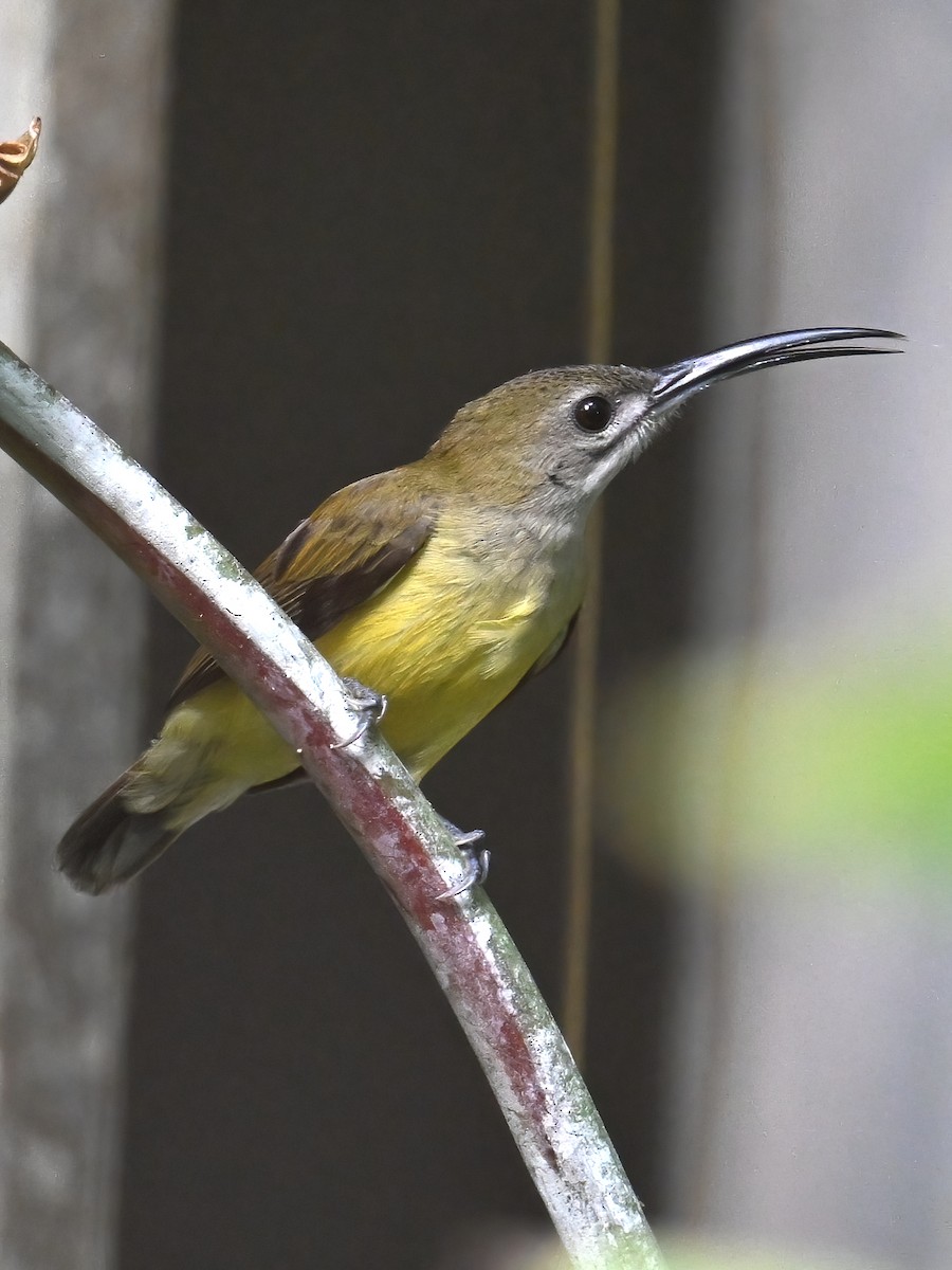 Little Spiderhunter - ML614036938