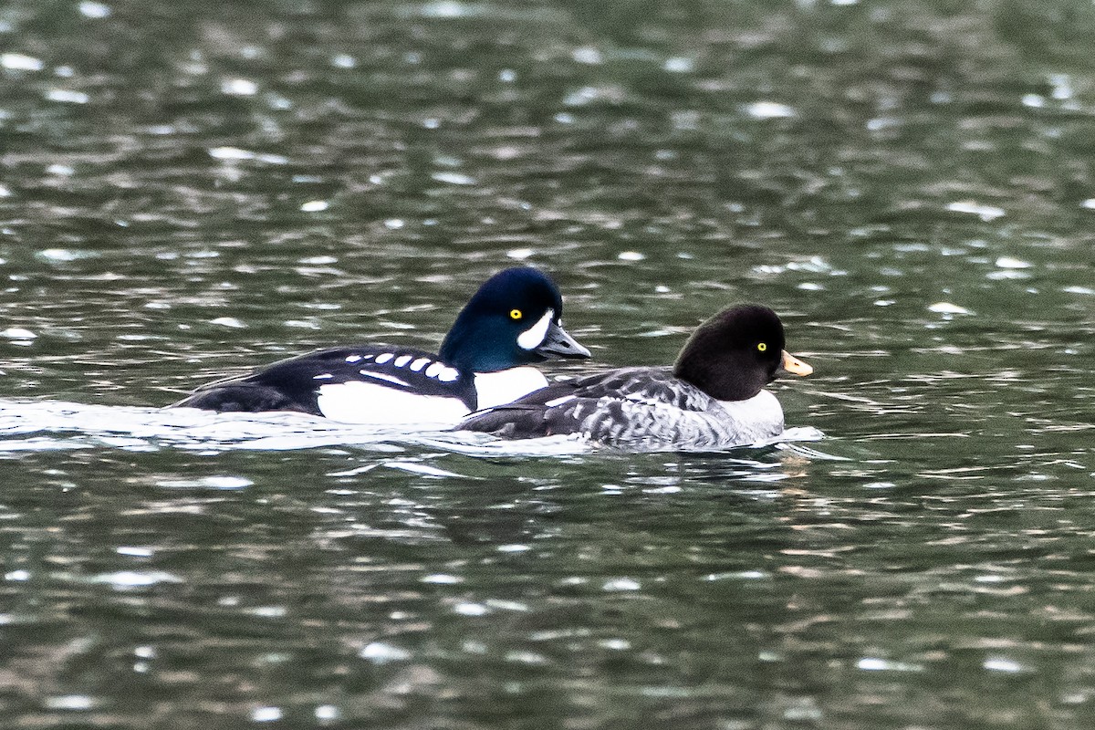 Barrow's Goldeneye - ML614036943