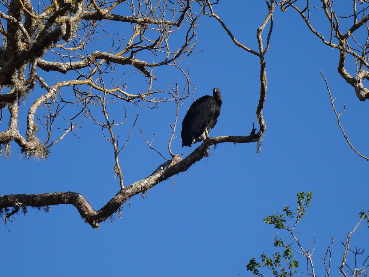 Black Vulture - Janene Driscoll