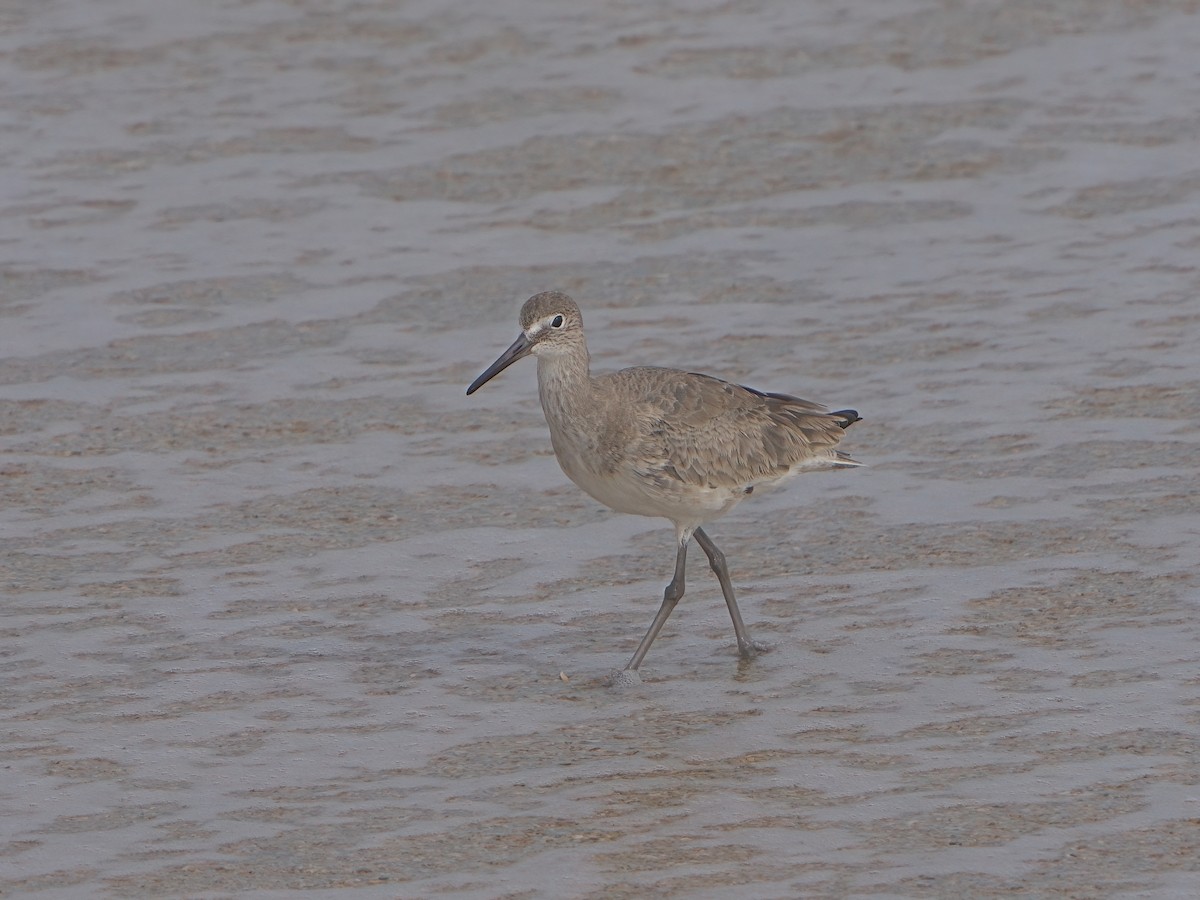 Willet - ML614036951