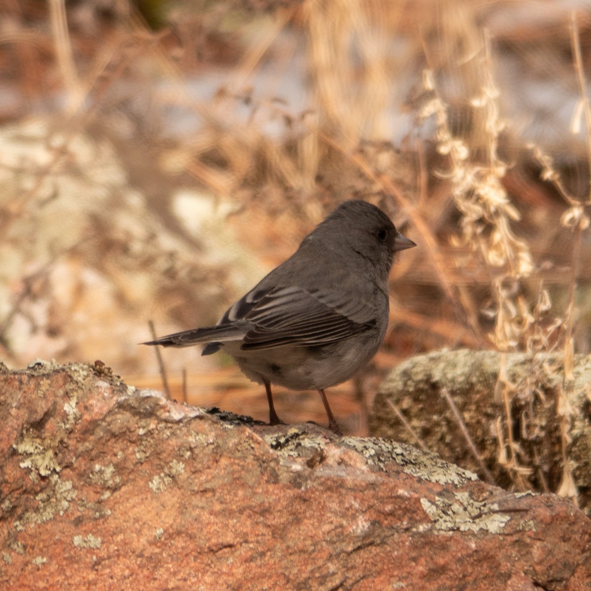 Junco ardoisé (groupe oreganus) - ML614036964