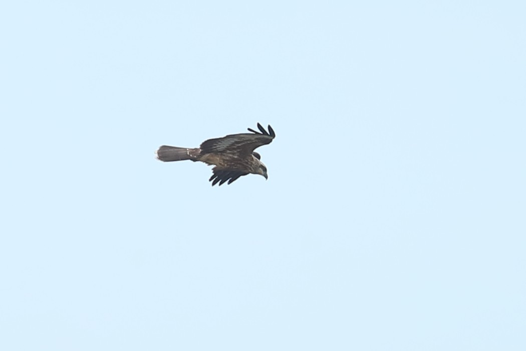 Brahminy Kite - ML614036990