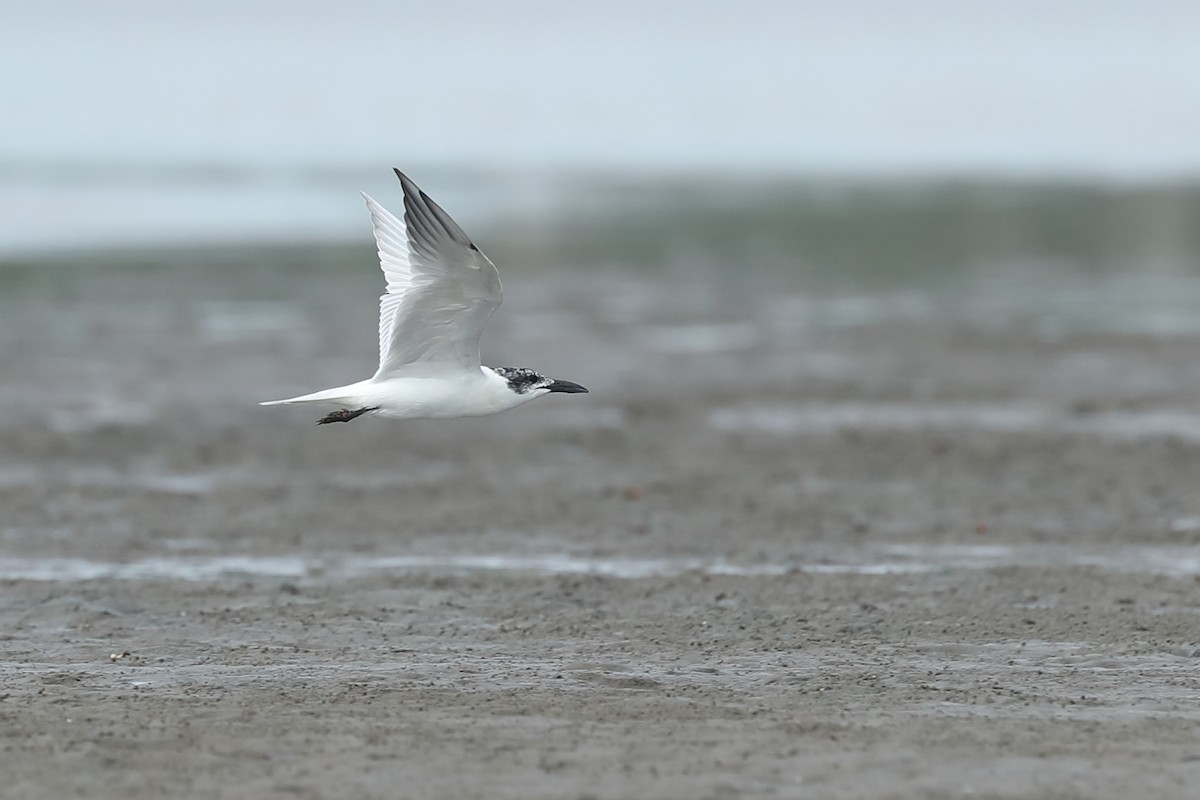 Australian Tern - Todd Burrows