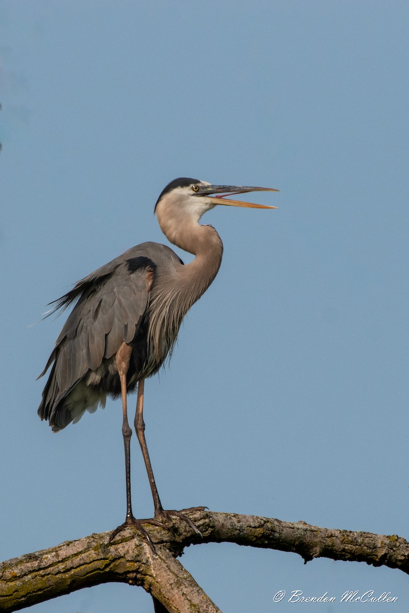 Great Blue Heron - ML614037057