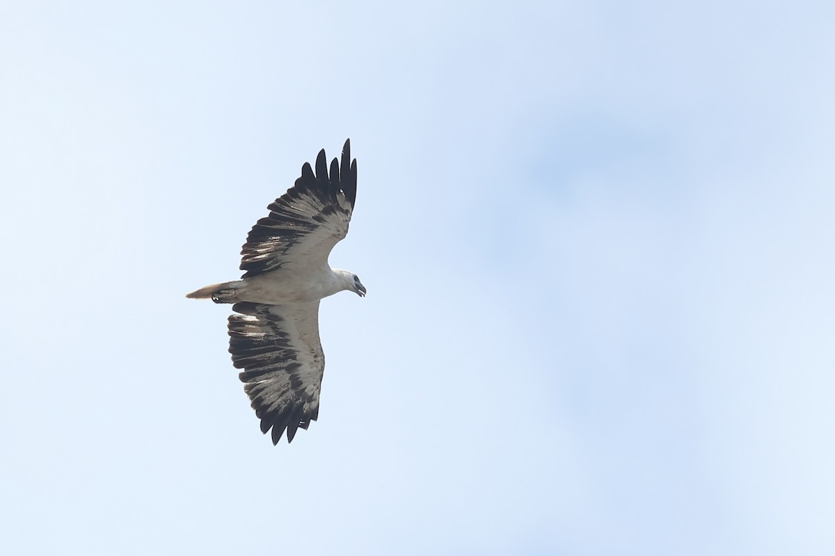 White-bellied Sea-Eagle - Todd Burrows