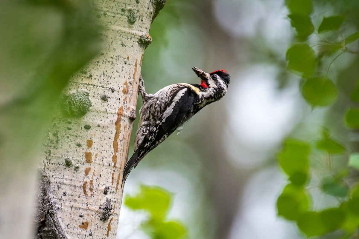 Yellow-bellied Sapsucker - Robb Bell