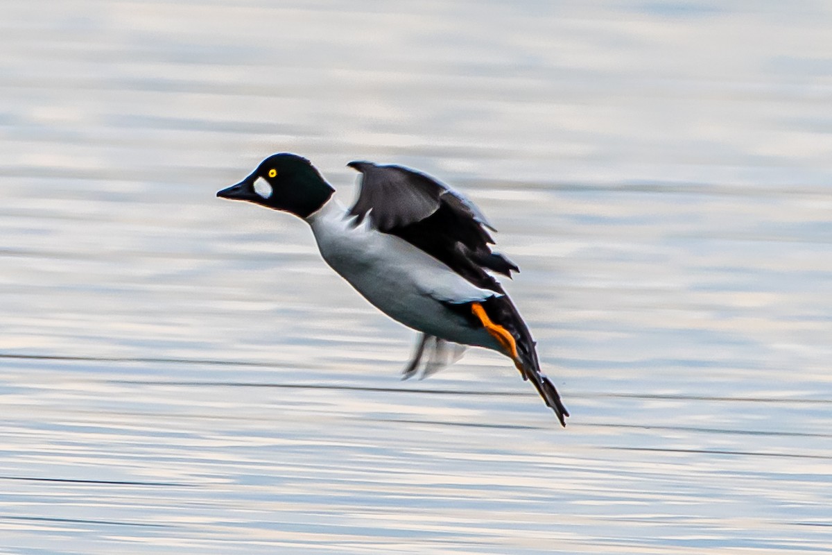 Common Goldeneye - ML614037125