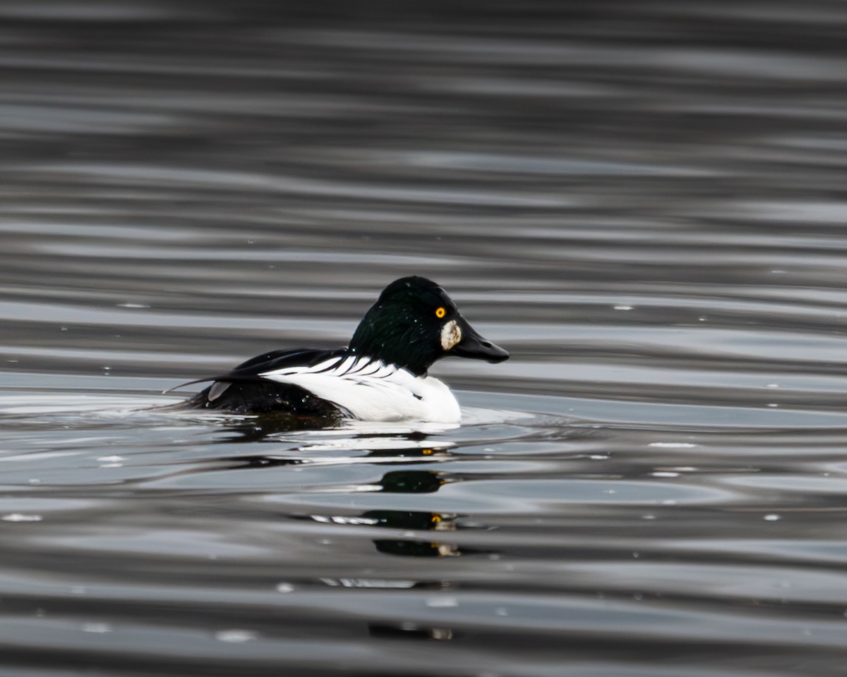 Common Goldeneye - ML614037139