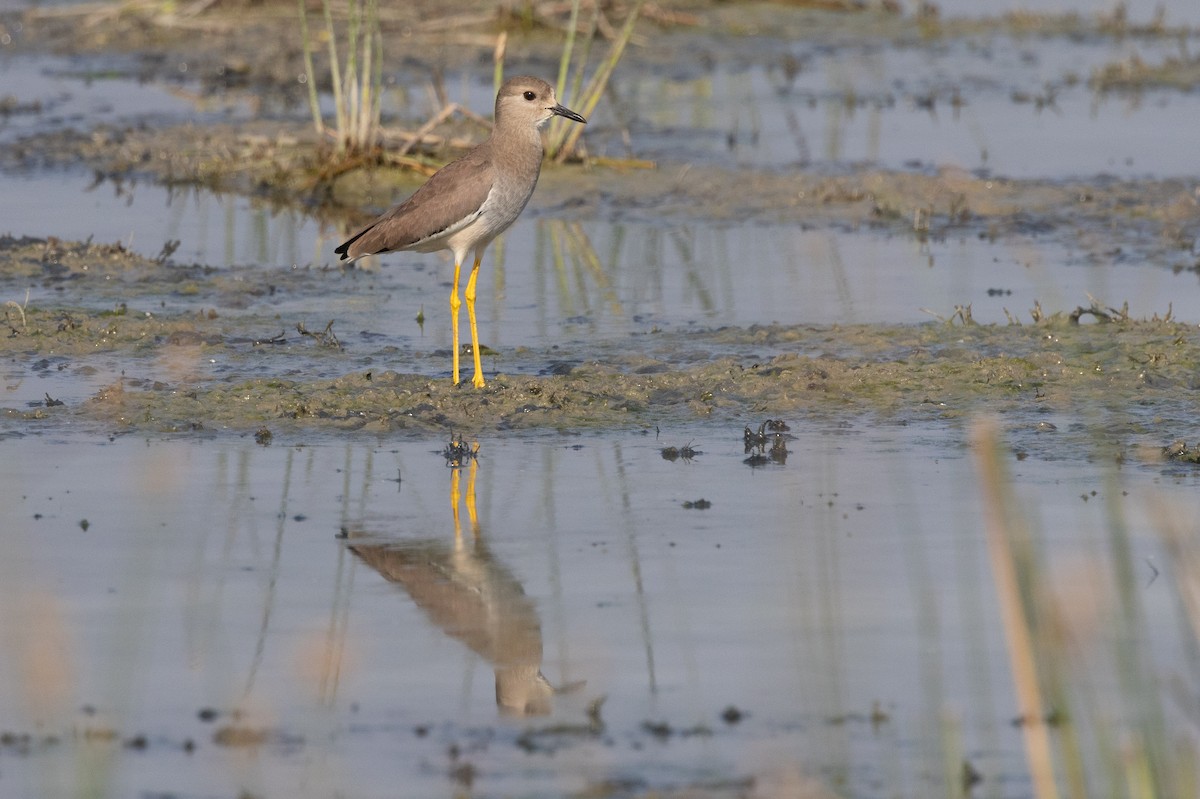 White-tailed Lapwing - Samanvitha Rao